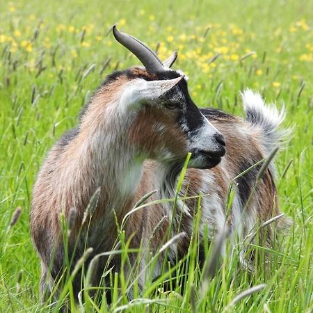 Hotel Le Dome Aux Oiseaux Bérig-Vintrange Zewnętrze zdjęcie